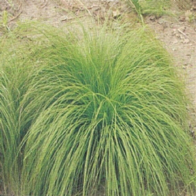 细叶苔草