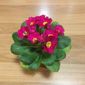 报春花1