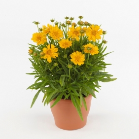 大花金鸡菊1